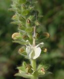 Salvia revelata. Часть распускающегося соцветия с цветком и бутонами. Украина, г. Запорожье, балка Березноватая, восточный склон, степной участок. 13.05.2016.