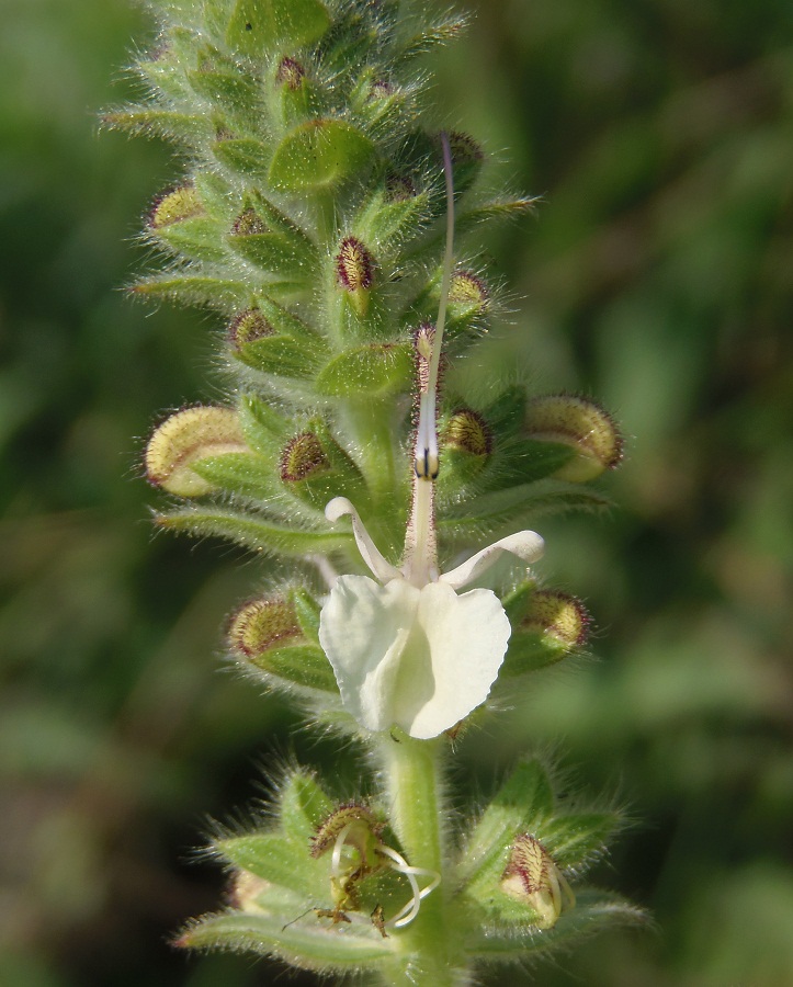 Image of Salvia revelata specimen.