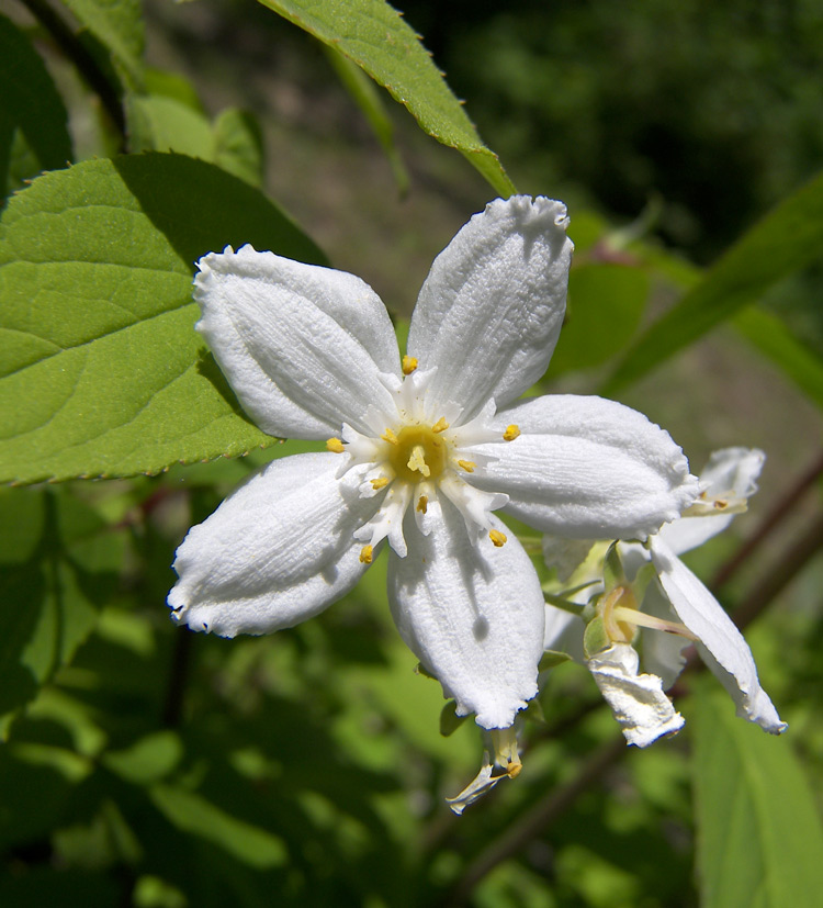 Image of Deutzia discolor specimen.