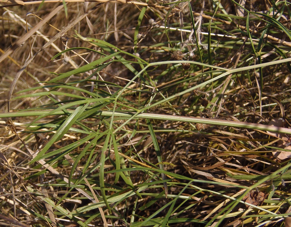 Изображение особи Peucedanum ruthenicum.