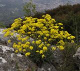 Aurinia saxatilis