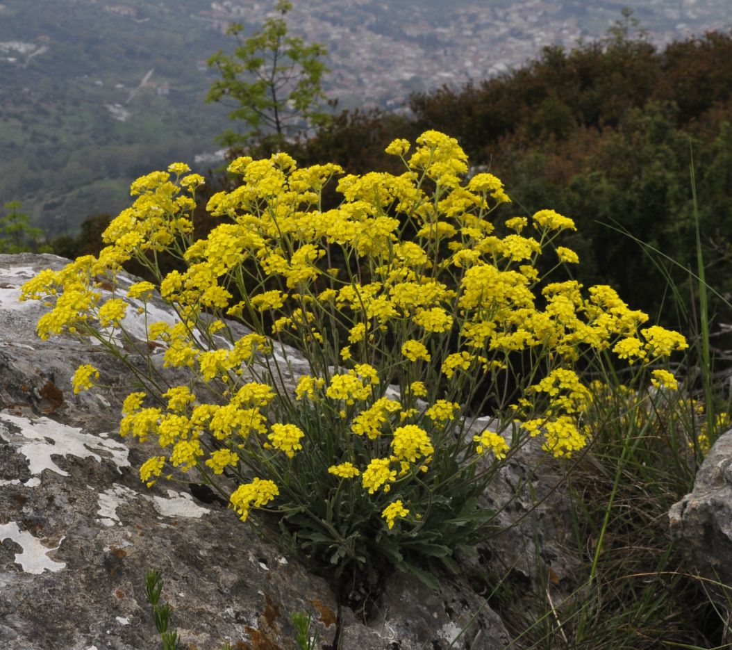 Изображение особи Aurinia saxatilis.