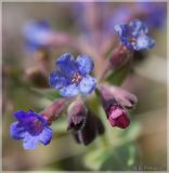 Pulmonaria mollis