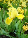 genus Iris