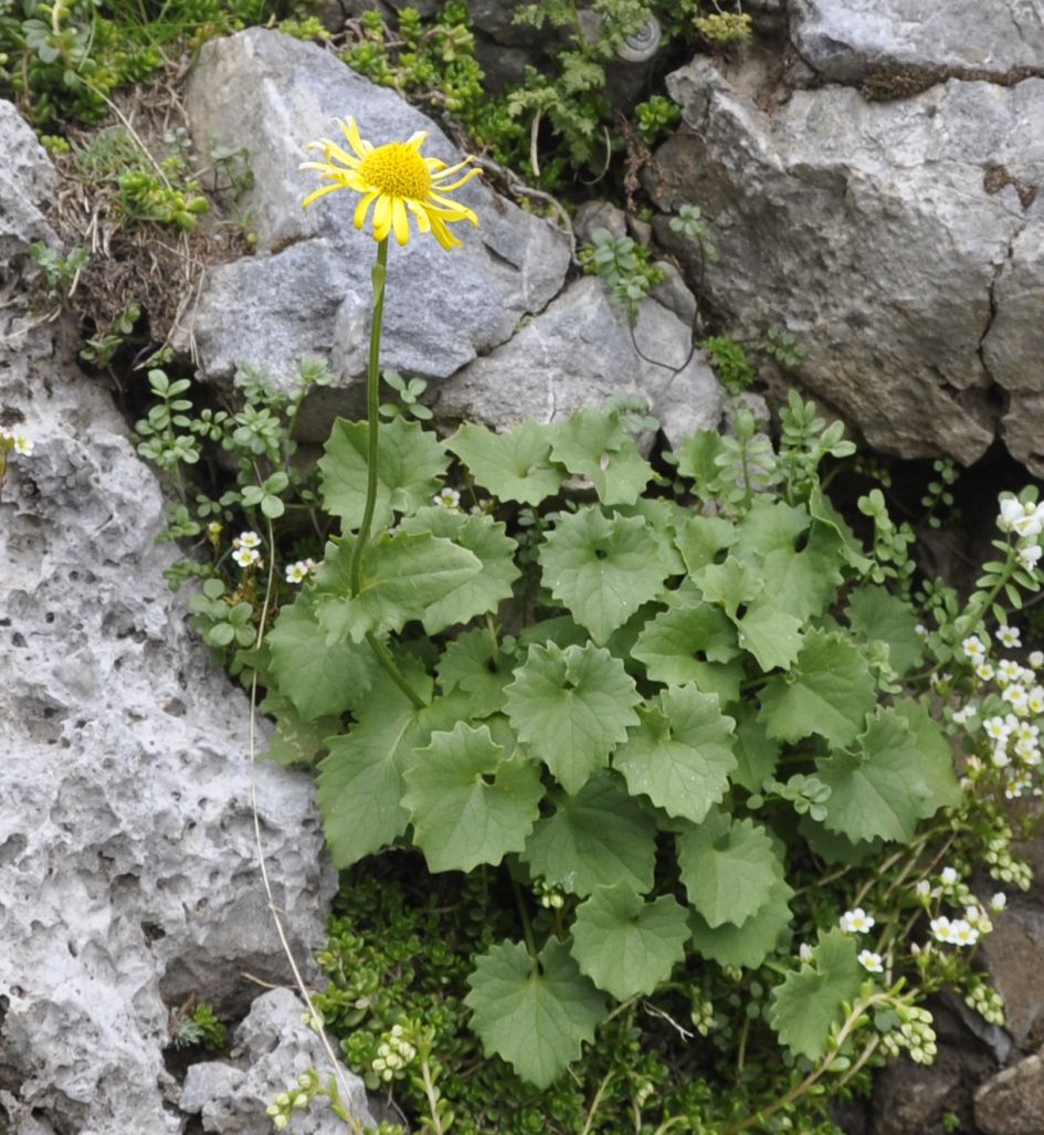 Изображение особи Doronicum columnae.