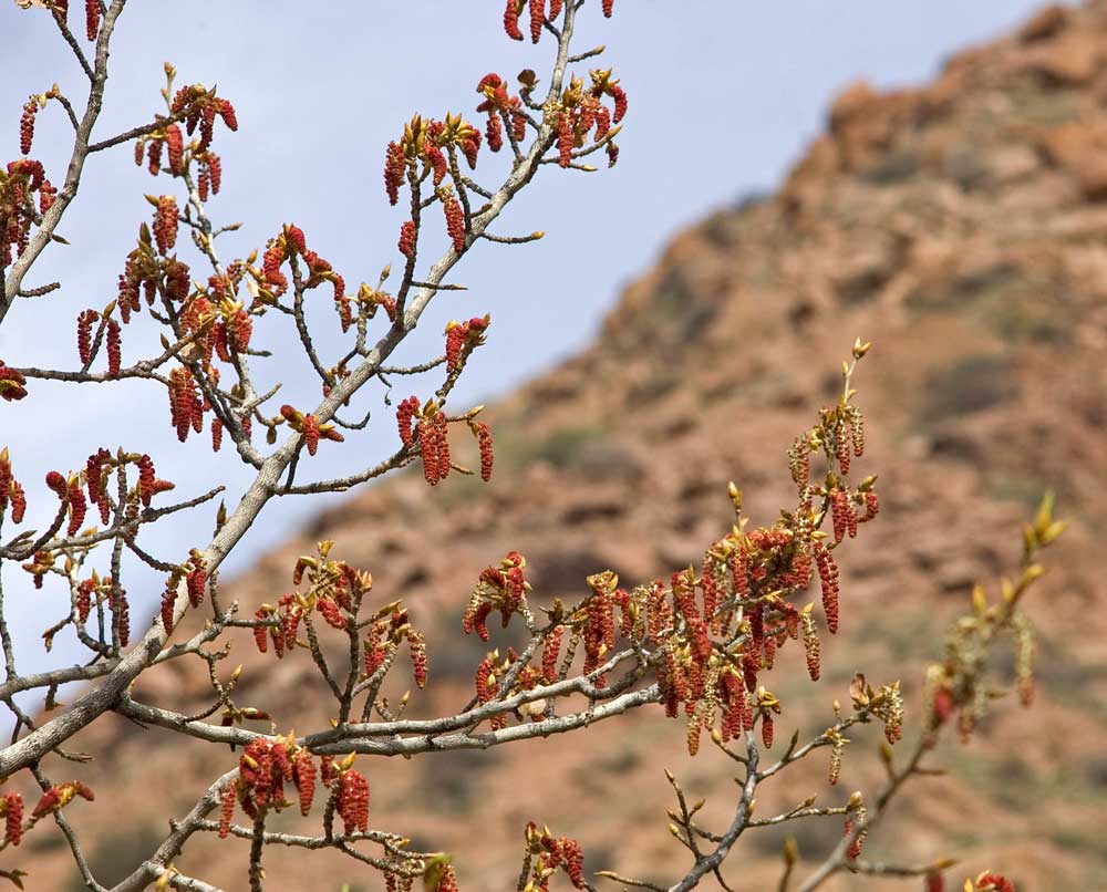 Image of genus Populus specimen.