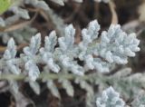 Glaucium flavum