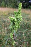 Rumex pseudonatronatus. Соплодие. Амурская обл., Бурейский р-н, окр. с. Виноградовка, поляна в дубовом лесу с примесью берёзы и кустарников. 20.07.2016.
