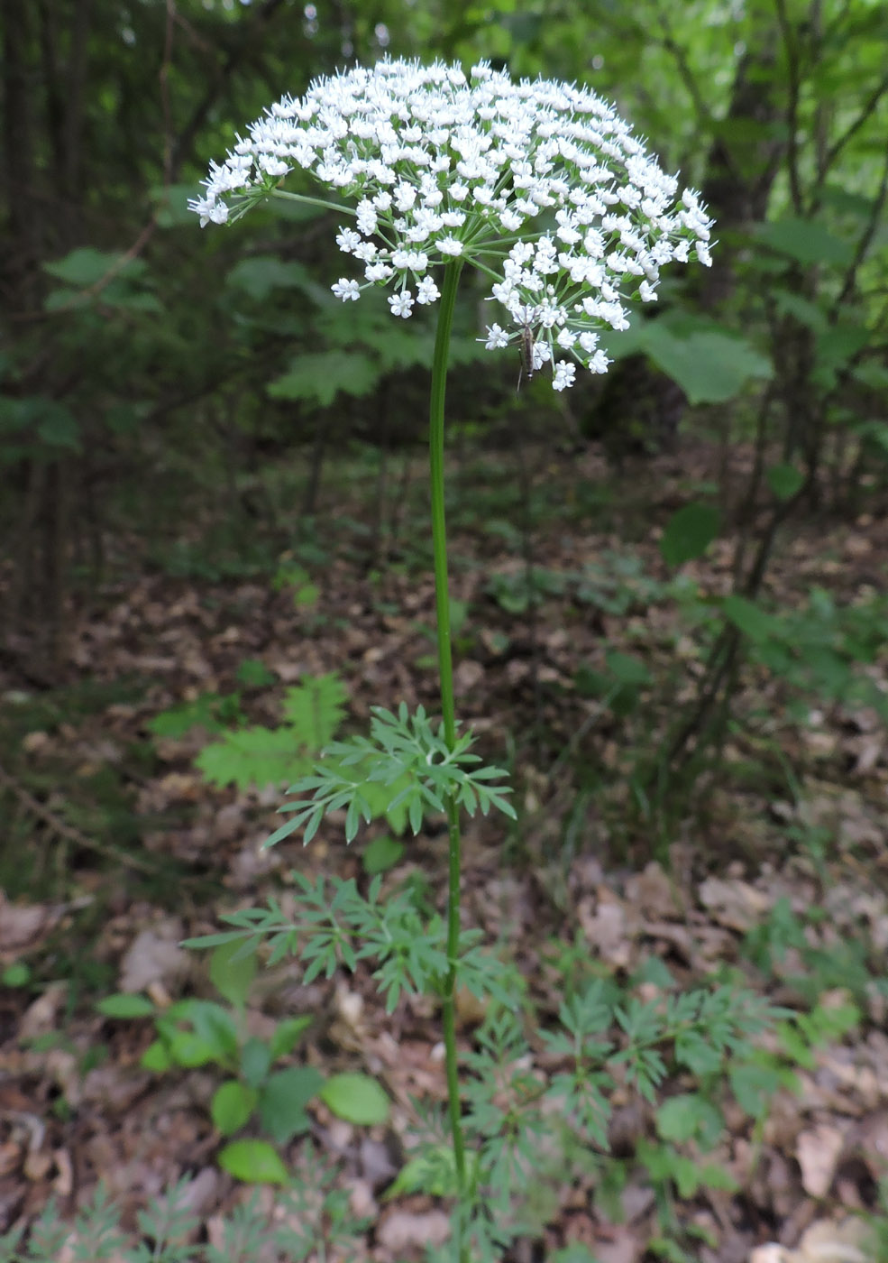 Изображение особи Selinum carvifolia.