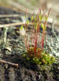 Ceratodon purpureus. Спороносящее растение на сосновом пне. Литва, г. Каунас, лес Клебонишкис. 27.03.2017.