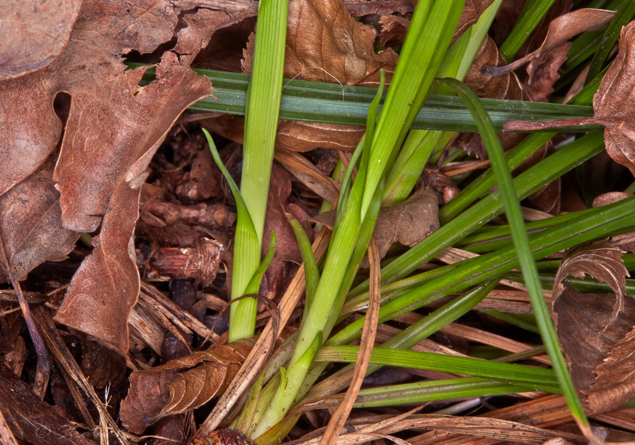 Изображение особи Carex brevicollis.