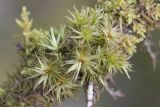 Dicranum polysetum