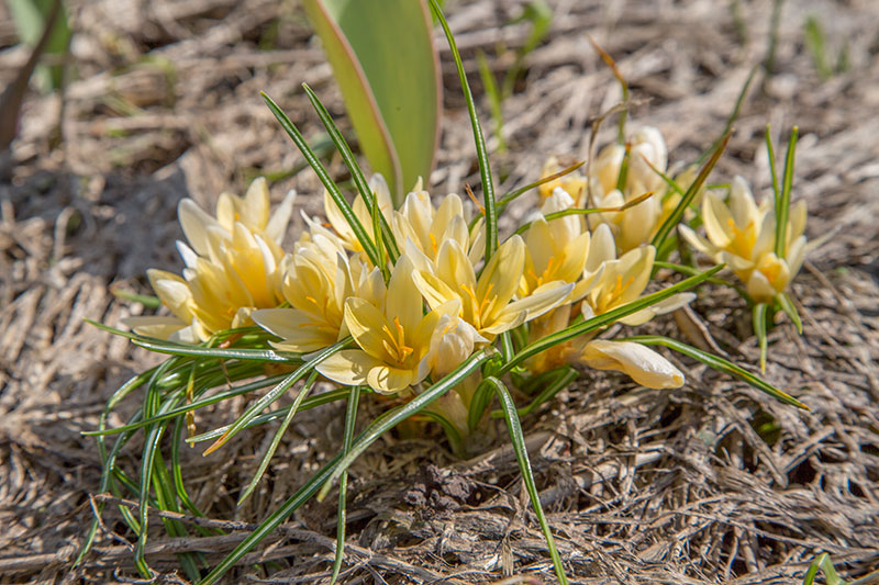 Изображение особи Crocus chrysanthus.