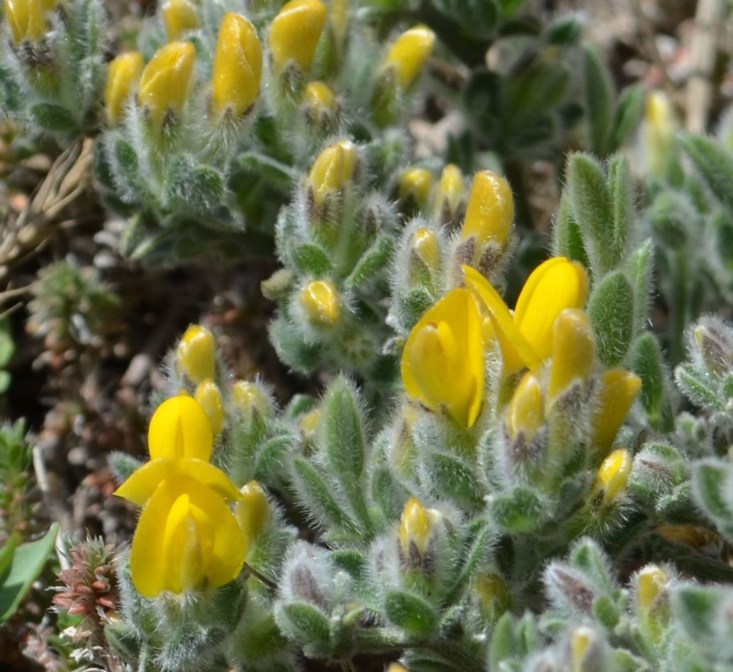 Изображение особи Genista albida.