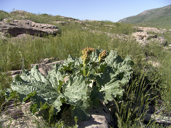 Image of Rheum cordatum specimen.