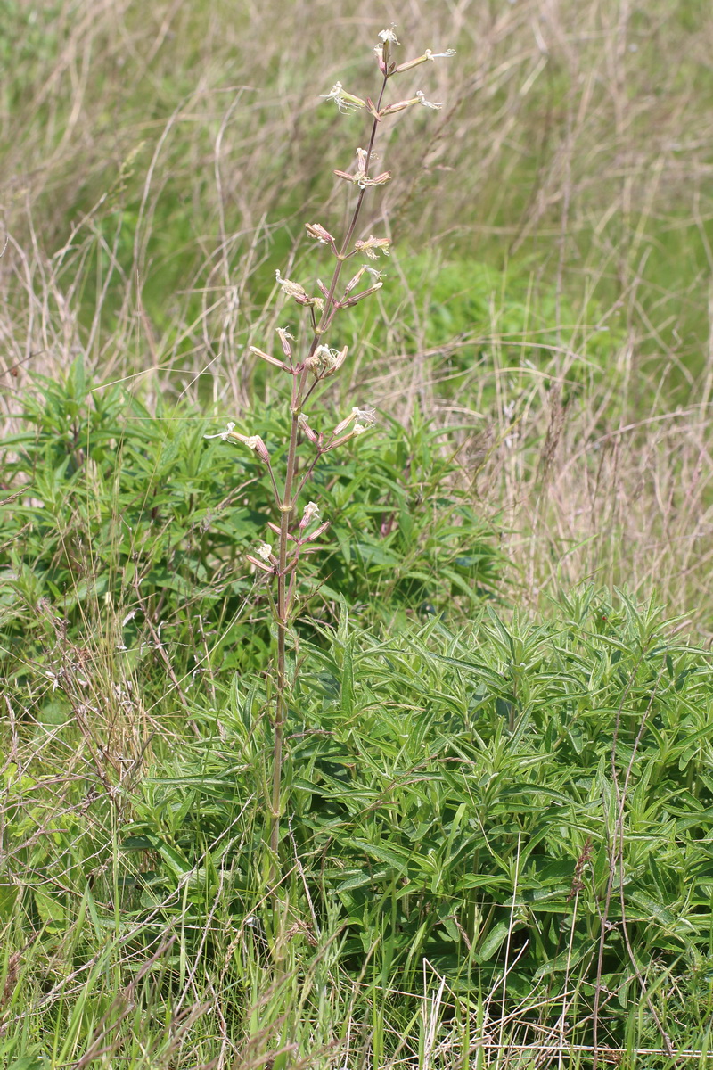 Image of Silene viscosa specimen.