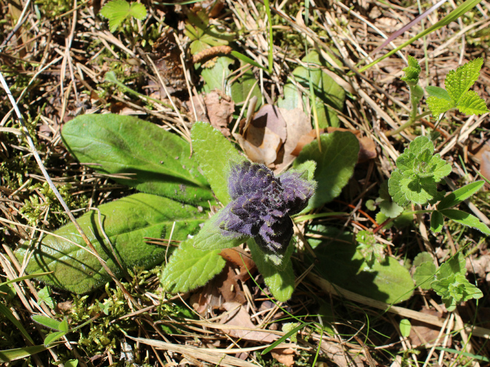 Image of Ajuga pyramidalis specimen.