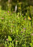 род Plantago. Цветущее растение. Молдова, Оргеевский р-н, с. Ватич, окраина дубово-грабового леса. 28.05.2017.