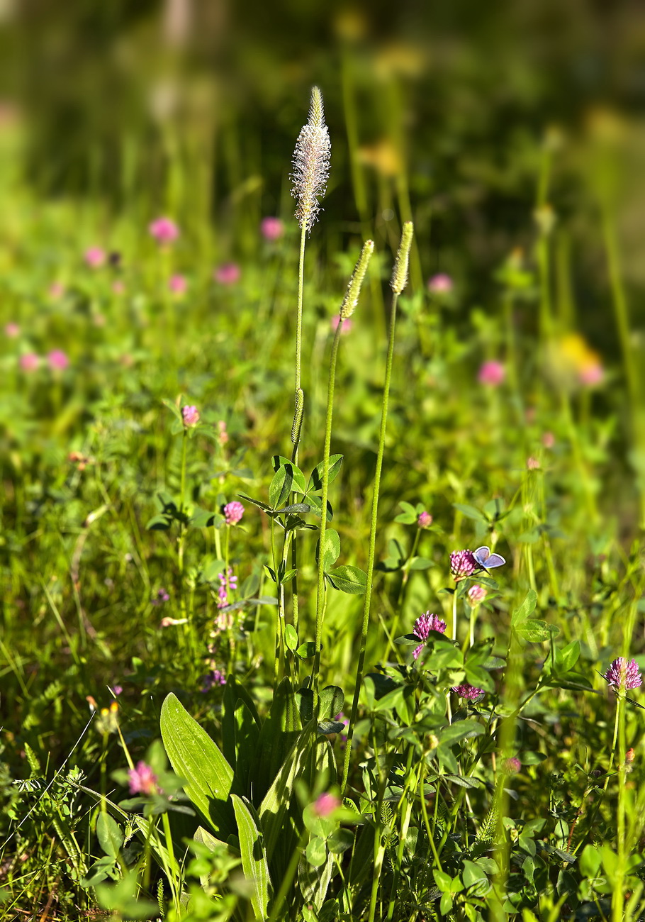 Изображение особи род Plantago.