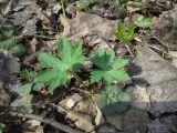 Geranium sylvaticum. Вегетирующее растение. В нижней части кадра виден перезимовавший лист Geum rivale. Москва, Бутовский лесопарк, липняк. 02.05.2017.