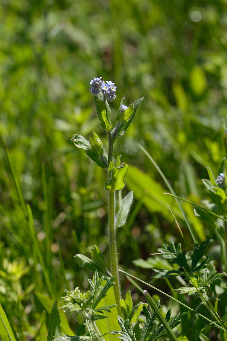 Изображение особи Myosotis arvensis.