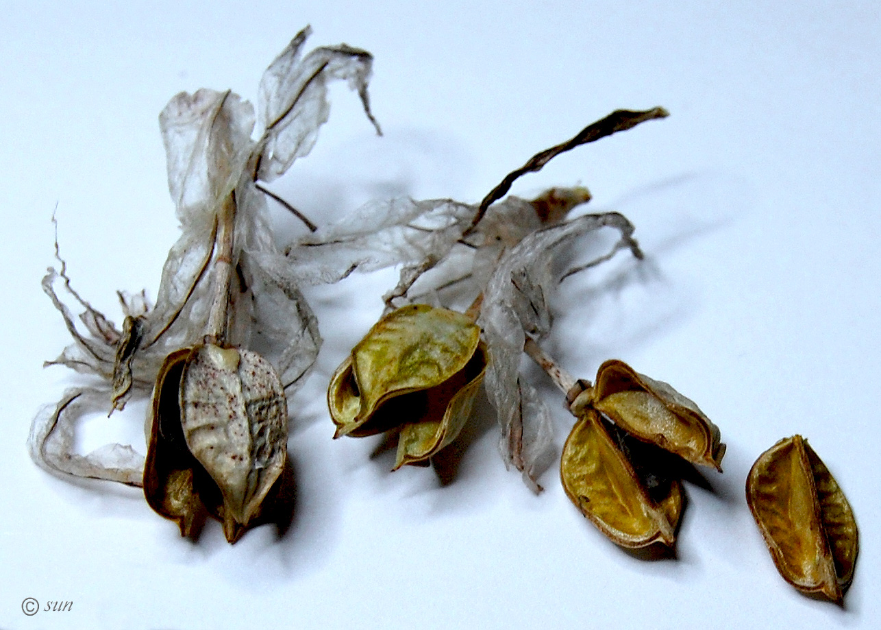 Image of Asphodeline taurica specimen.