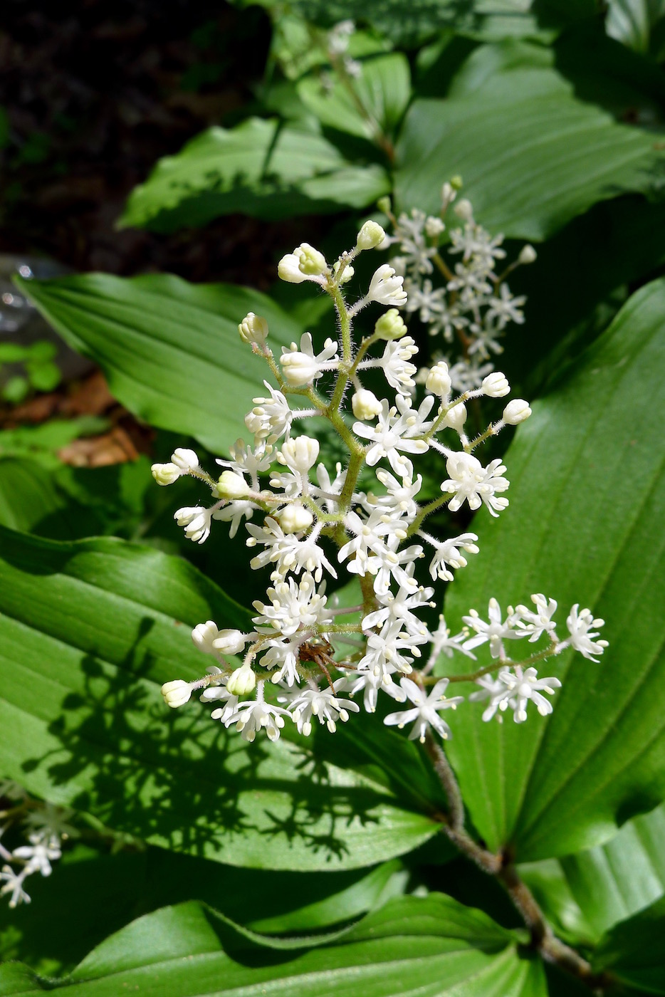 Изображение особи Smilacina hirta.
