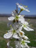 Prunus stepposa