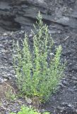 Chenopodium bryoniifolium