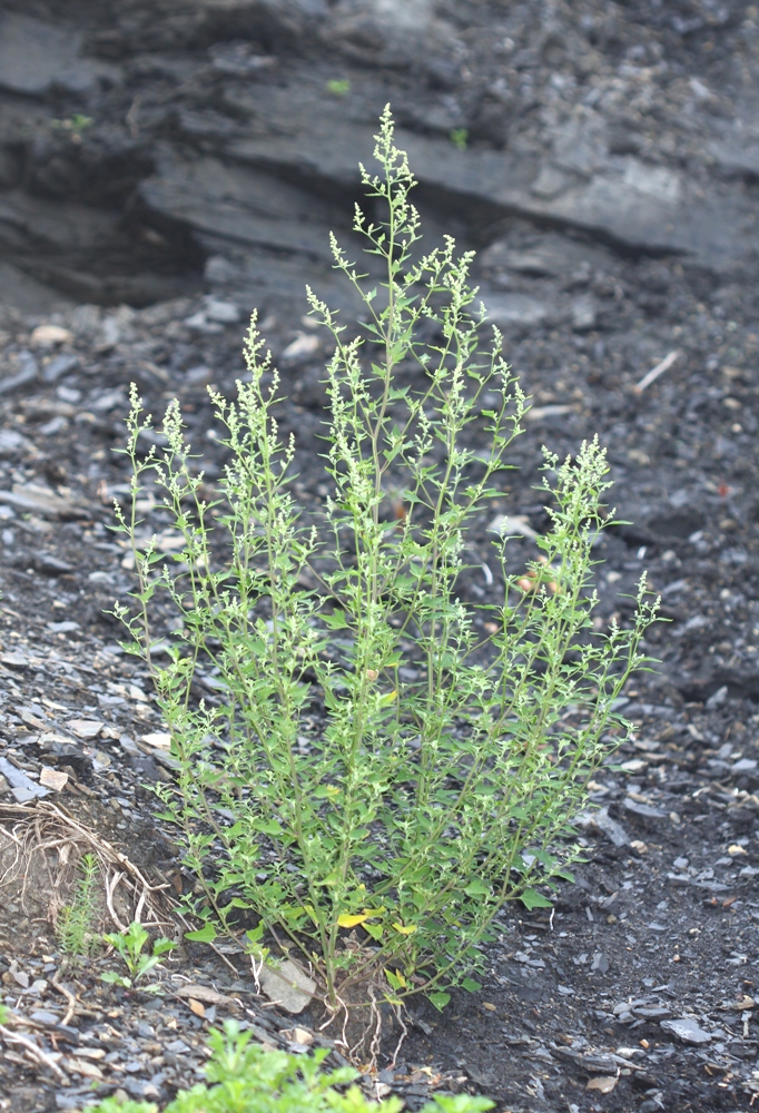 Image of Chenopodium bryoniifolium specimen.