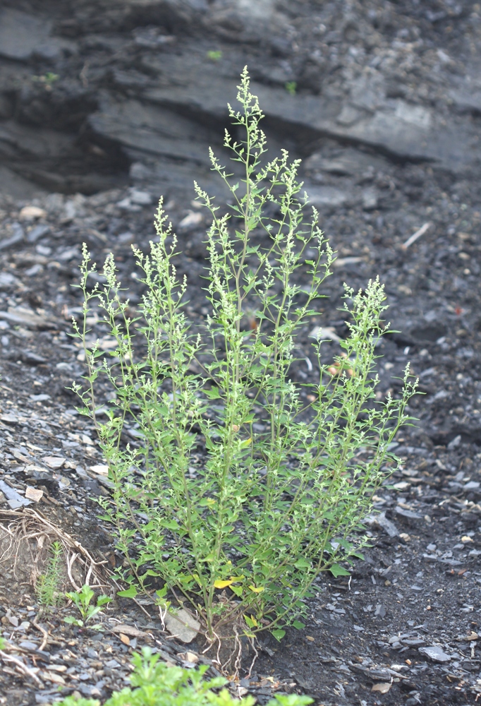 Изображение особи Chenopodium bryoniifolium.