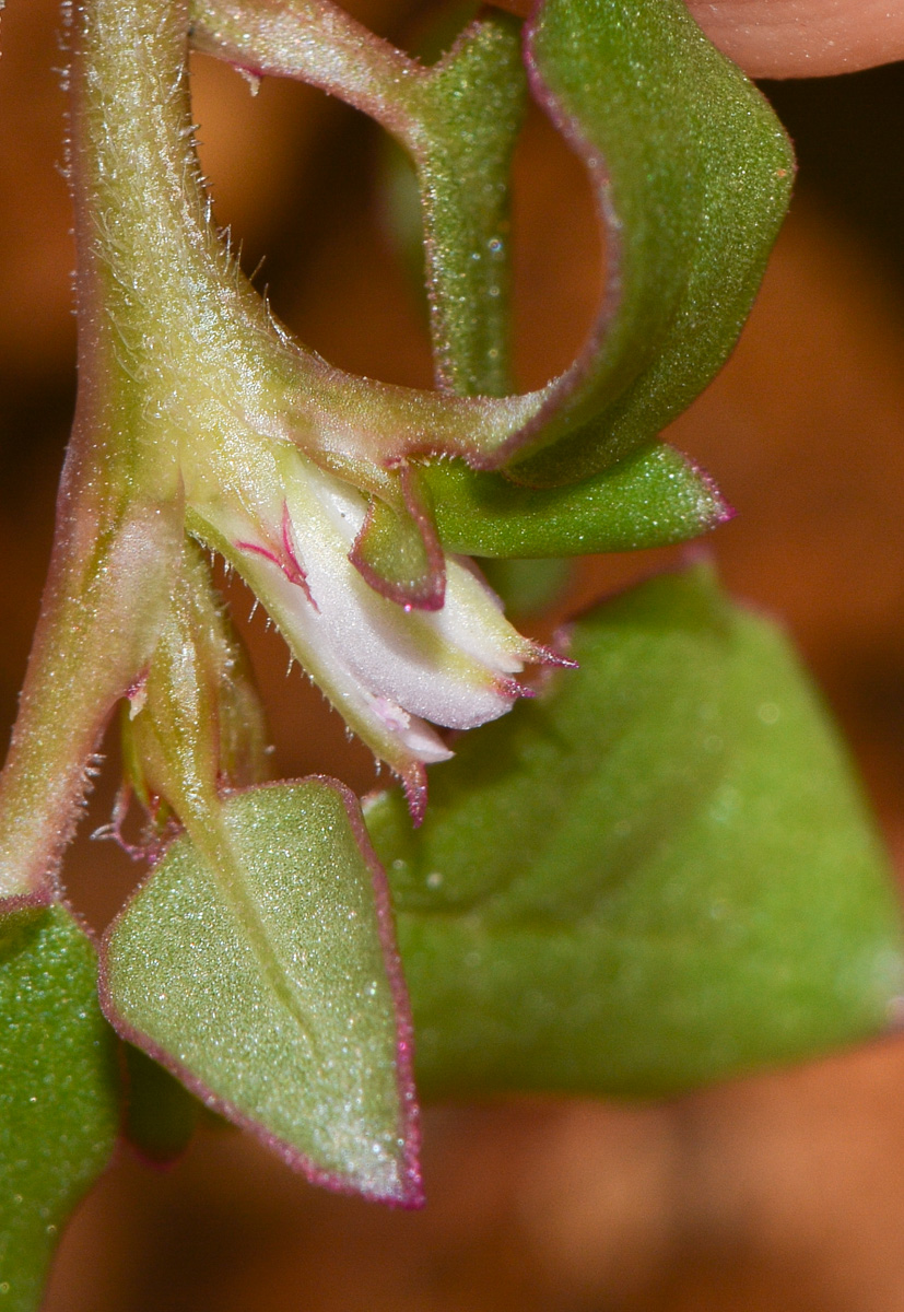 Изображение особи Trianthema portulacastrum.