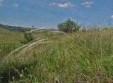 Stipa pulcherrima