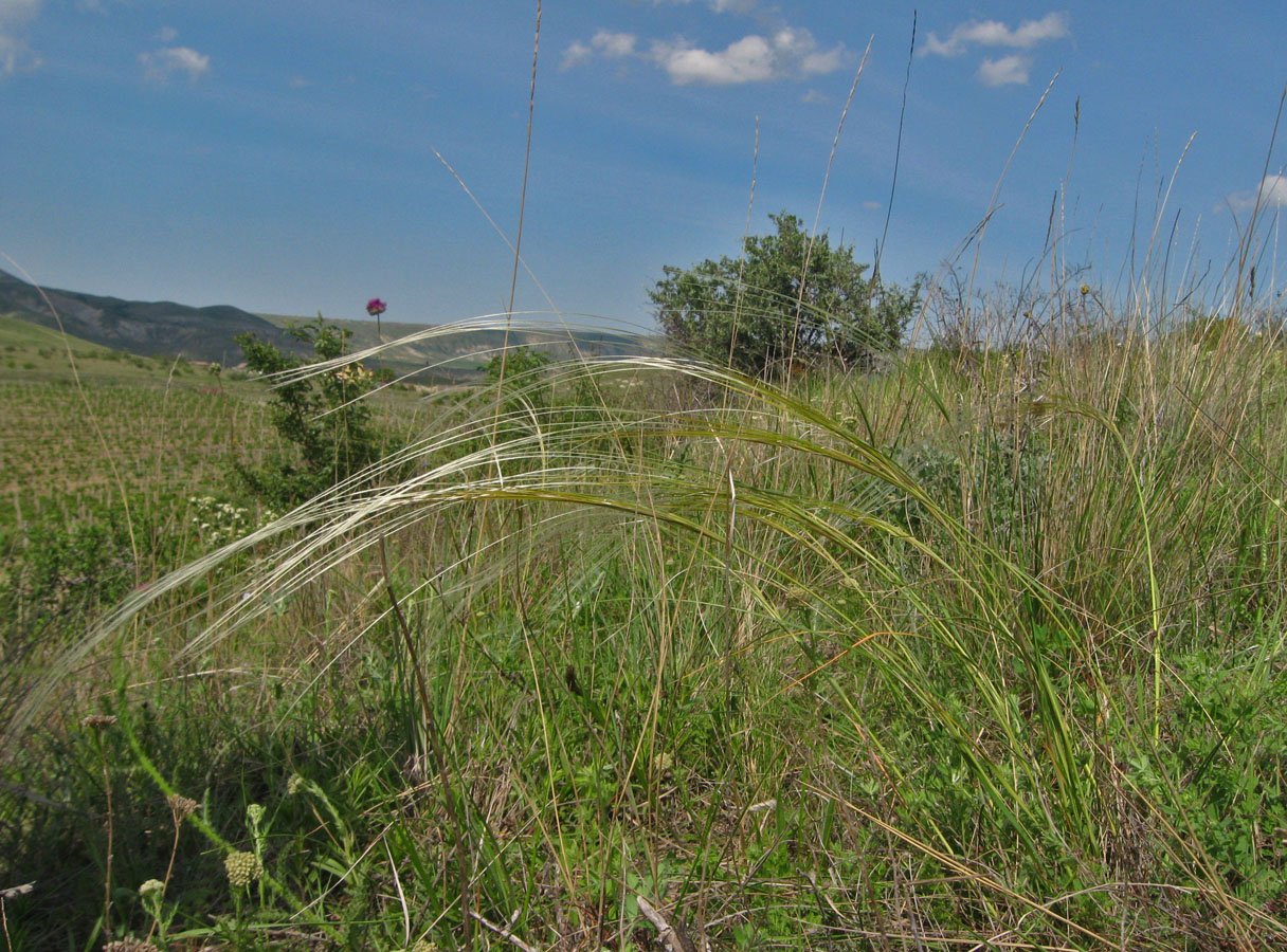 Изображение особи Stipa pulcherrima.