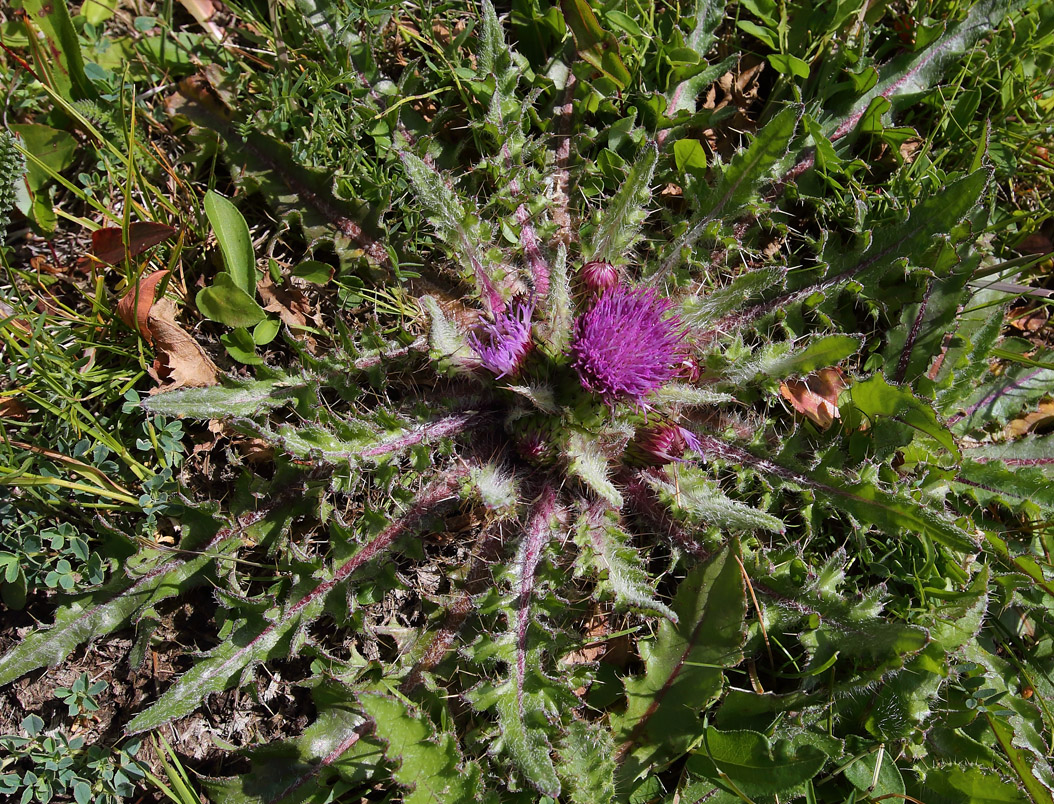 Изображение особи Cirsium esculentum.