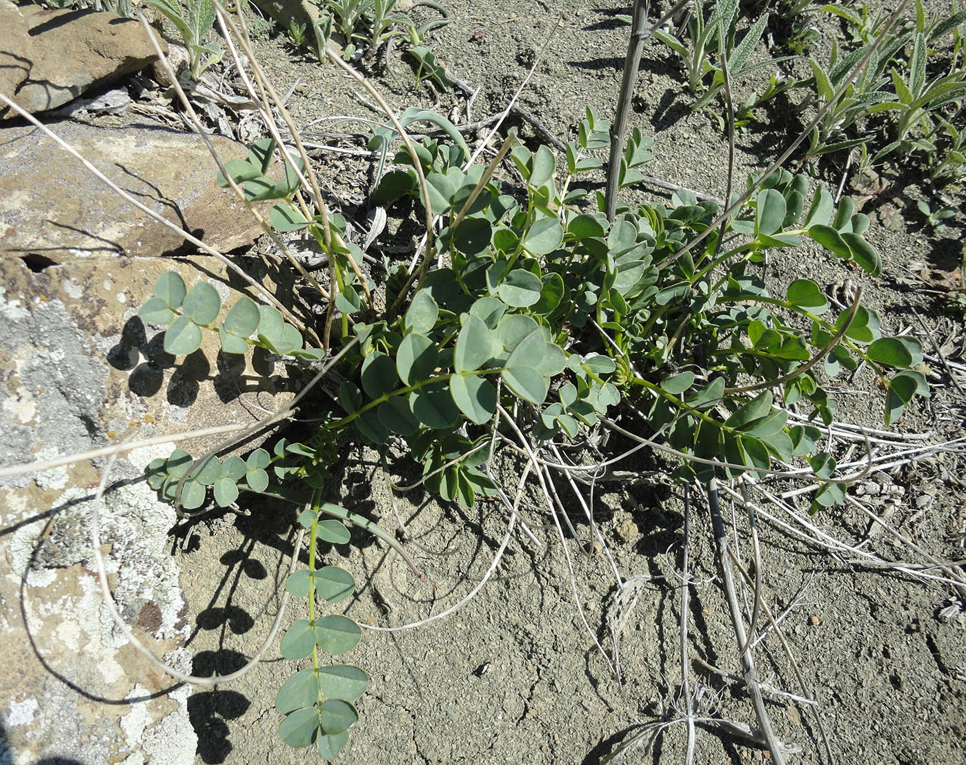 Изображение особи Astragalus schahrudensis.