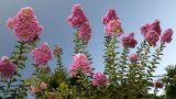 Lagerstroemia indica