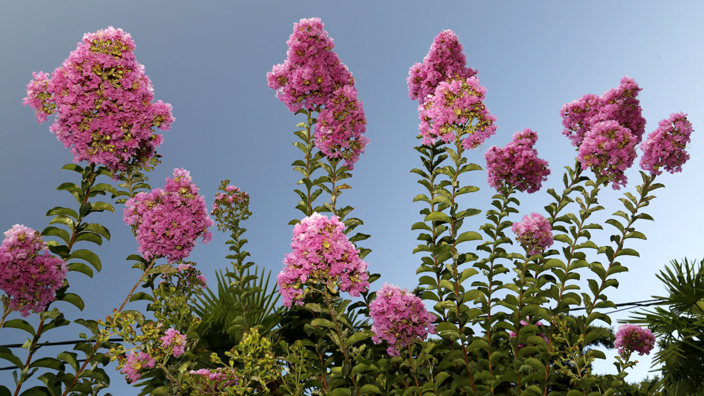 Изображение особи Lagerstroemia indica.