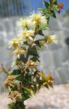 Image of taxon representative. Author is Максим Шевченко