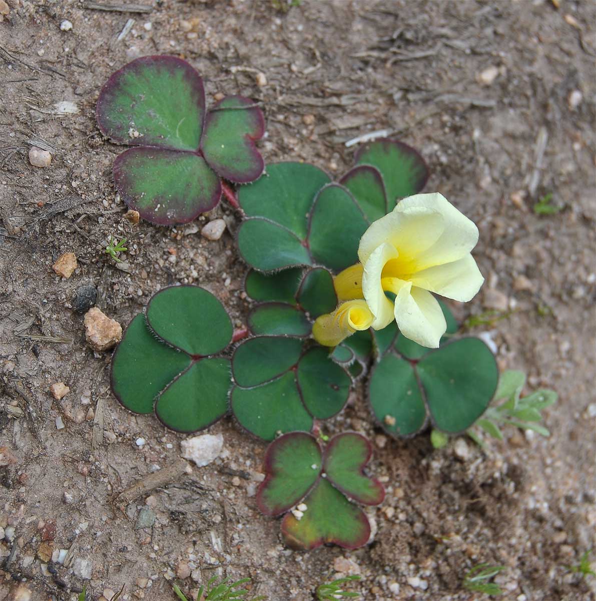 Image of Oxalis luteola specimen.