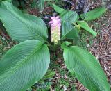 Curcuma longa