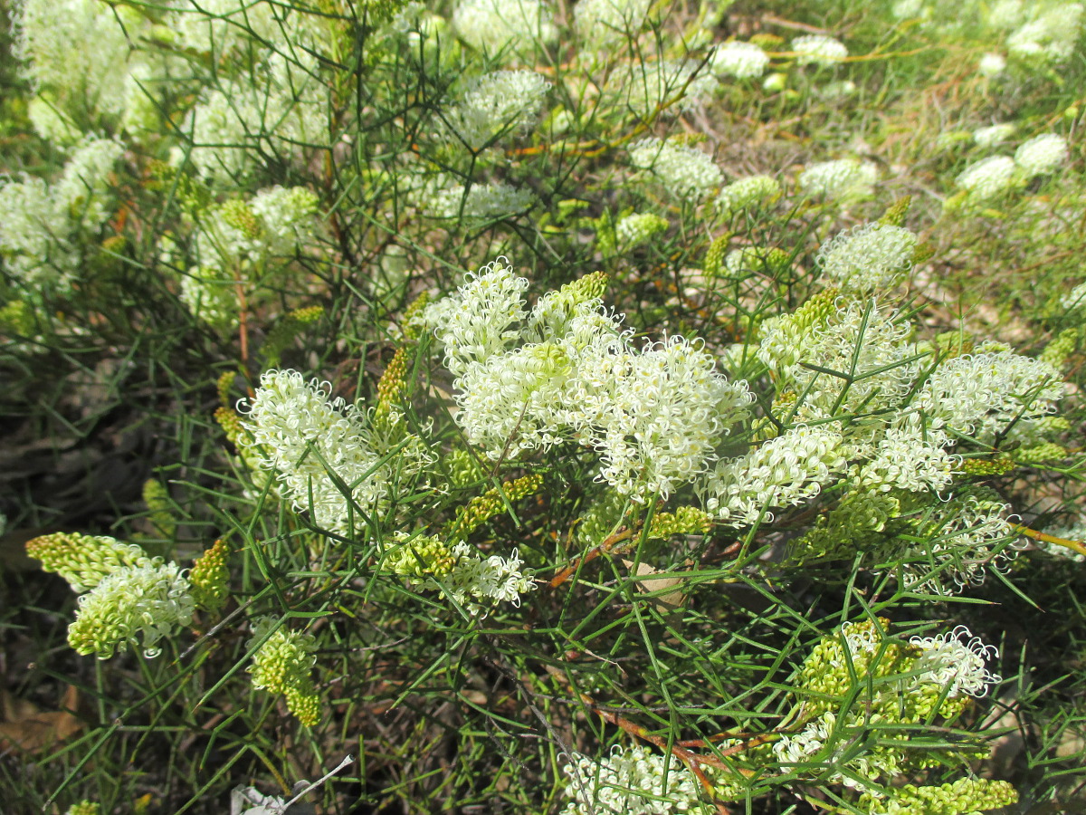 Изображение особи Grevillea leptopoda.