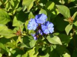 Ceratostigma plumbaginoides. Цветки и листья. Крым, городской округ Ялта, пгт Массандра, цветник Массандровского дворца. Июль 2017 г.