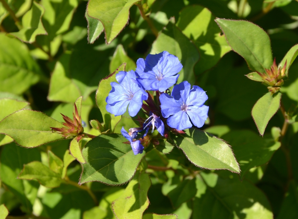 Изображение особи Ceratostigma plumbaginoides.