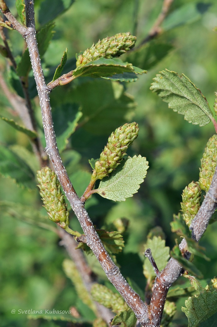 Image of Betula humilis specimen.