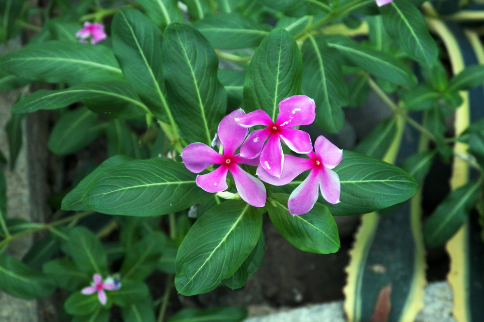 Изображение особи Catharanthus roseus.