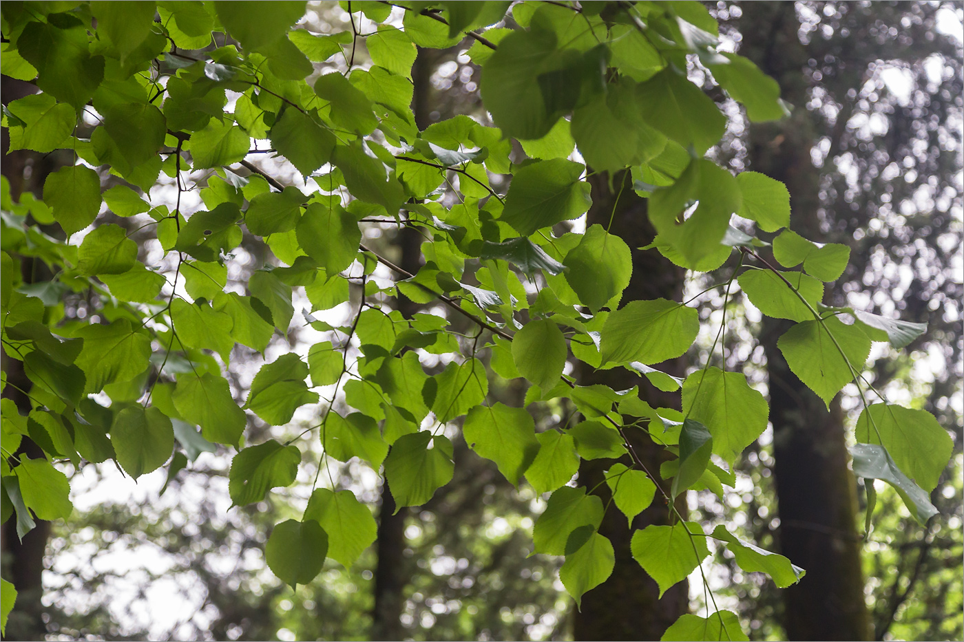 Изображение особи Tilia begoniifolia.