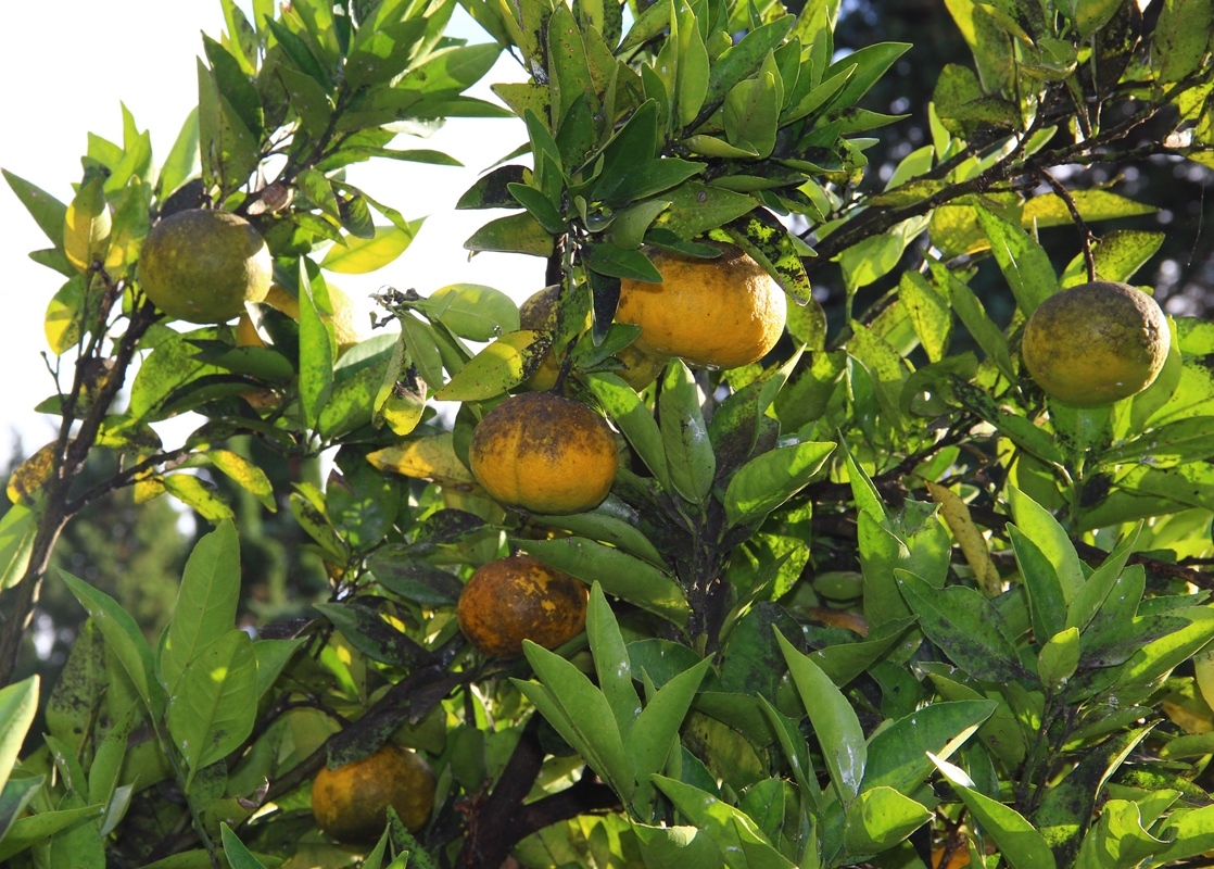 Image of Citrus unshiu specimen.