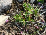 Epilobium anagallidifolium. Цветущее растение на влажной площадке между камней. Коми, Интинский р-н, Приполярный Урал, хр. Малдынырд, левый борт р. Балбанъю, истоки руч. Алькесвож. 30.07.2017.