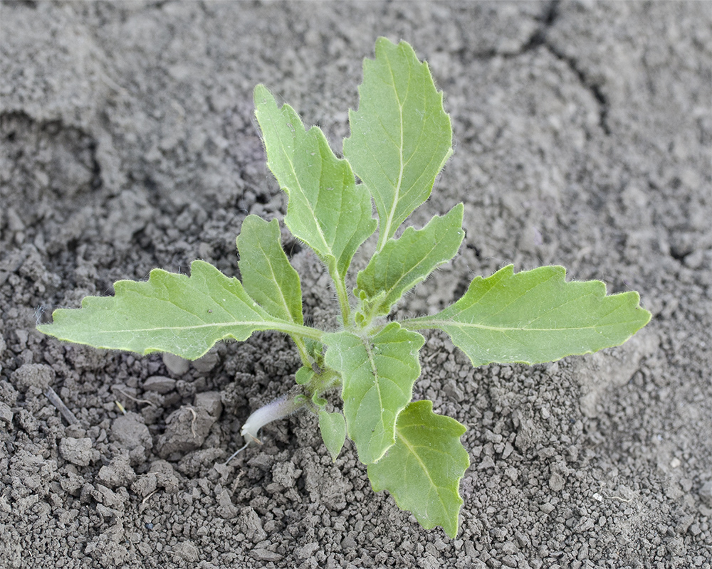Image of Solanum physalifolium specimen.